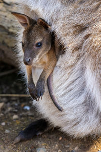 Close-up of a baby wallaby 