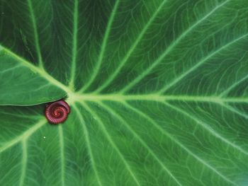 Close-up of green leaves