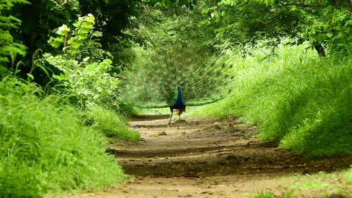 Man walking in a forest