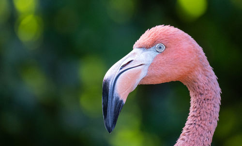 Close up of a flamingo and it's white eyes.