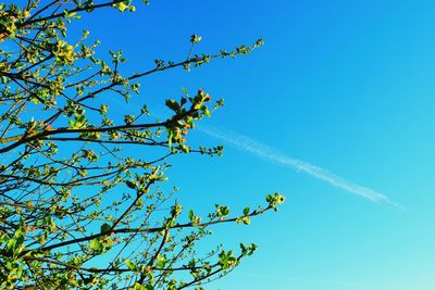 Low angle view of tree against clear blue sky