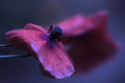 macro photography