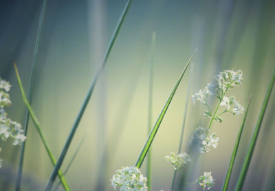 Close-up of white flowering plants