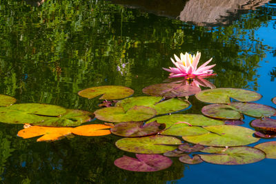 Lotus water lily in lake