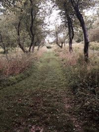 Trees on grassy field