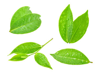 Close-up of leaves against white background