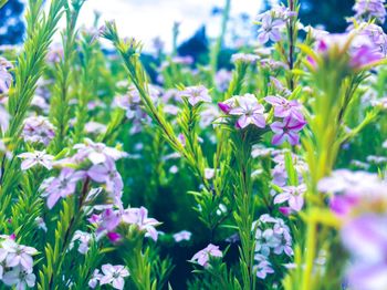 Close-up of flowers blooming outdoors