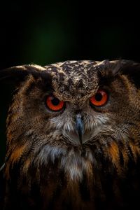 owl