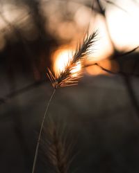 Close-up of plant against sunset sky