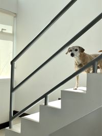 Low angle view of dog on staircase