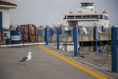 Seagull perching on a boat