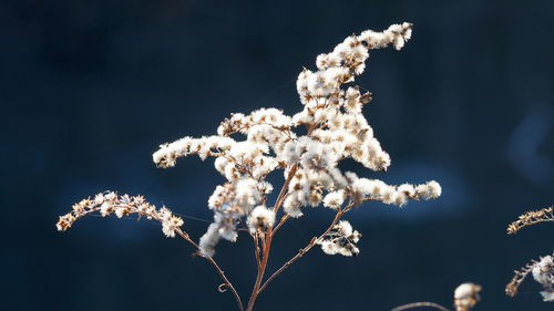 Close-up of cherry blossom during winter