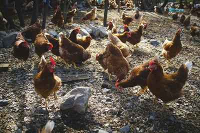 View of birds on land