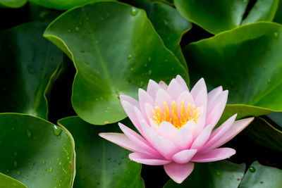 Close-up of lotus water lily in pond