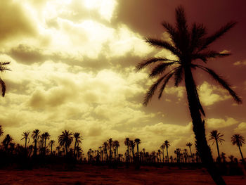 Silhouette of palm trees against cloudy sky