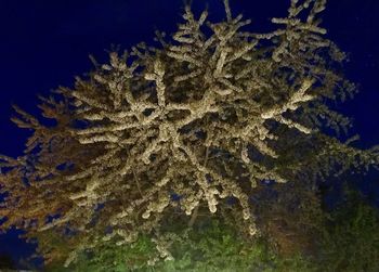 Low angle view of christmas tree against sky