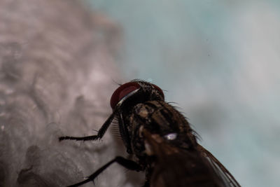 Close-up of housefly