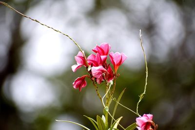 Close-up of pink flowers