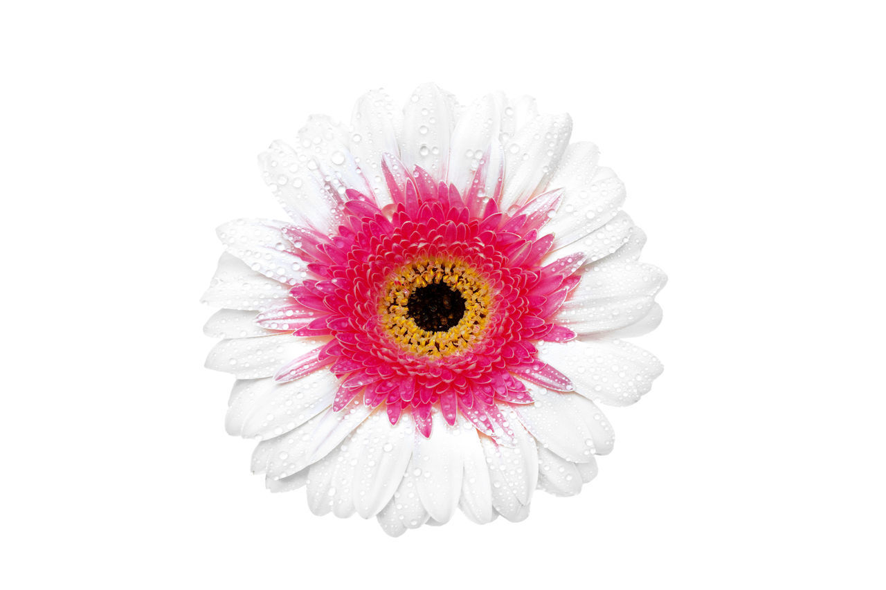 CLOSE-UP OF GERBERA DAISY AGAINST WHITE BACKGROUND