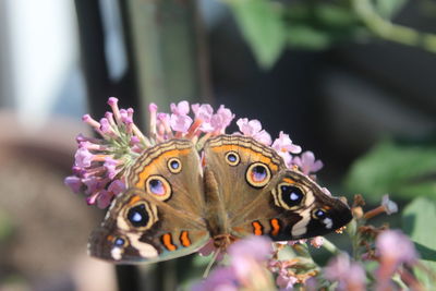 Close-up of butterfly on flower