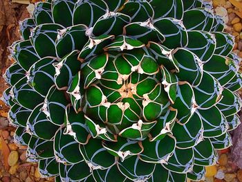 Full frame shot of leaf