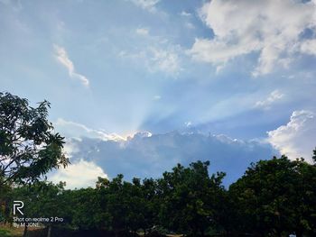 Low angle view of trees against sky