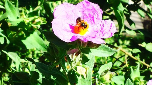 High angle view of bee on pink flower