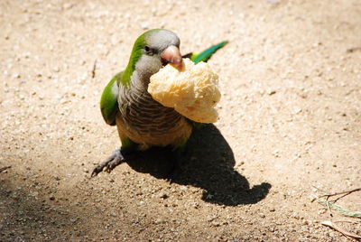 High angle view of bird eating