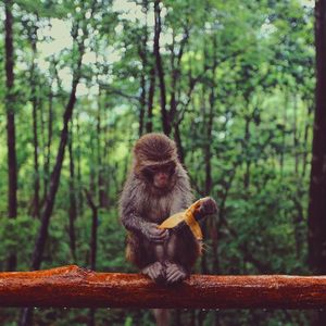 Monkey sitting on railing in forest