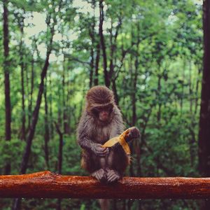 Close-up of monkey on tree in forest