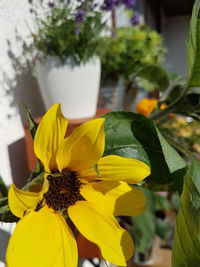 Close-up of yellow flower