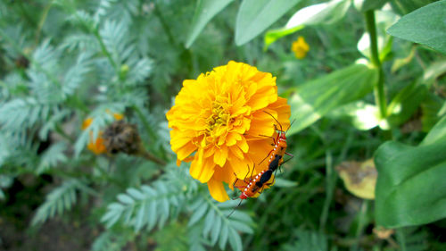 Close-up of honey bee on yellow flowering plant