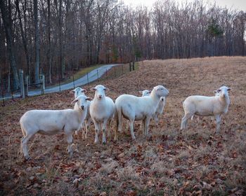 Sheep standing in a field