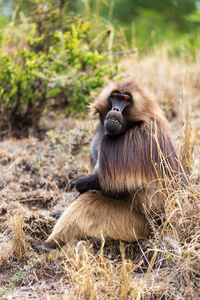 Lion sitting on land