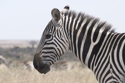 Close up of zebra crossing