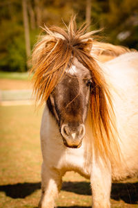 Portrait of a horse