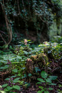 Close-up of plant growing in forest