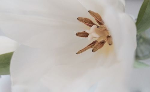 Close-up of white flower