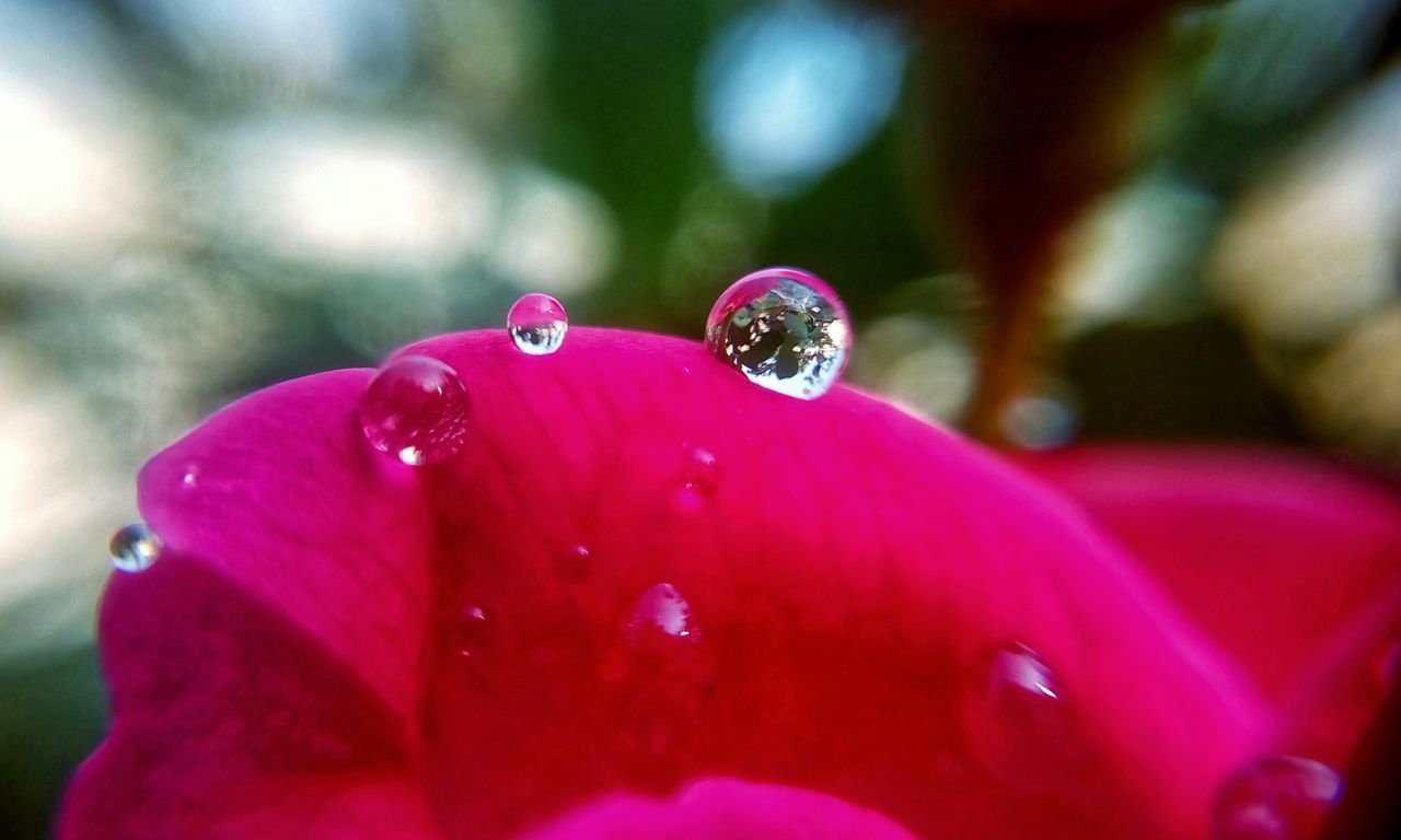 CLOSE-UP OF WATER DROPS ON PINK ROSE