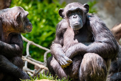 Portrait of a chimpanzee