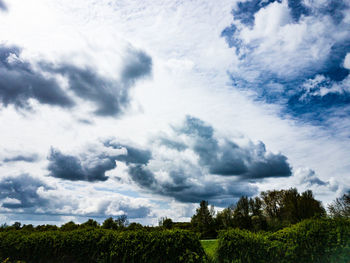Trees on field against sky