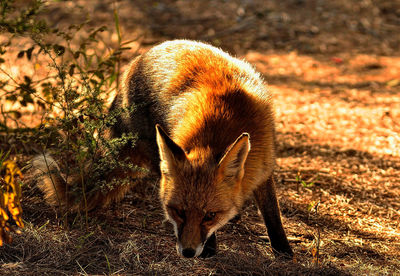 Fox on field