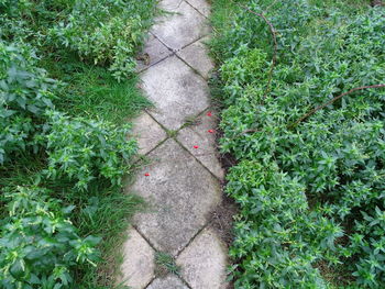 High angle view of ivy on footpath