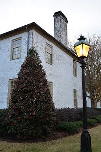 Ivy growing on tree against building