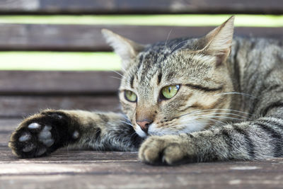 Close-up of tabby cat lying on wooden bench