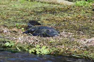 Close-up of lizard on grass