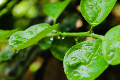 Close-up of raindrops on leaves