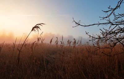 Scenic view of field against sky during sunset