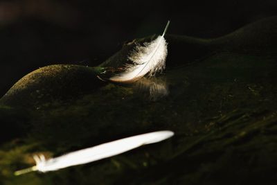 Close-up of feather on field