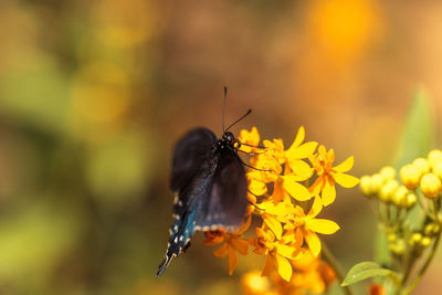 Close-up of butterfly pollinating on flower